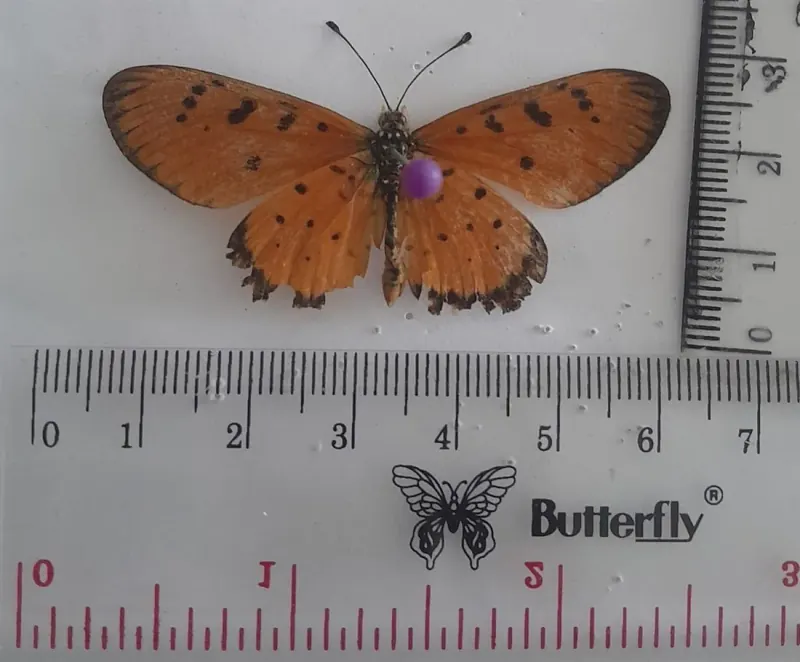 Acraea terpsicore