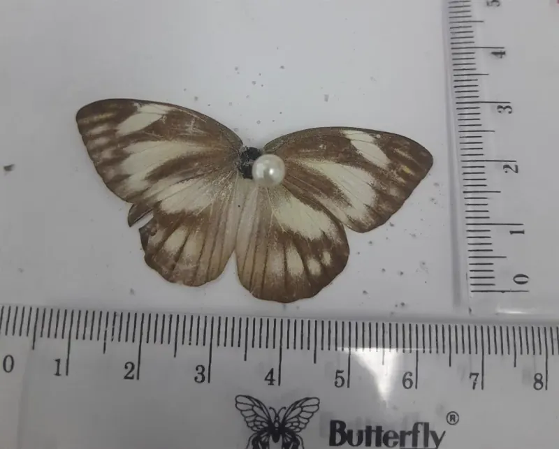 Appias olferna (Betina/Female)
