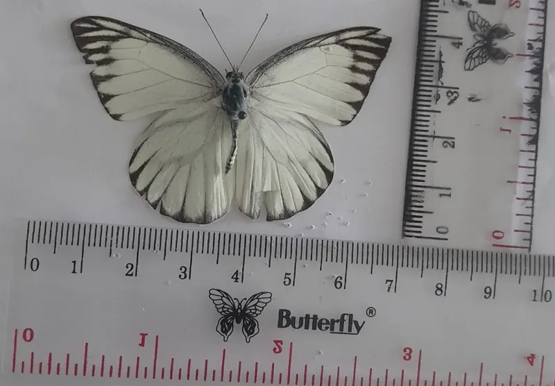 Appias olferna (Jantan/Male)