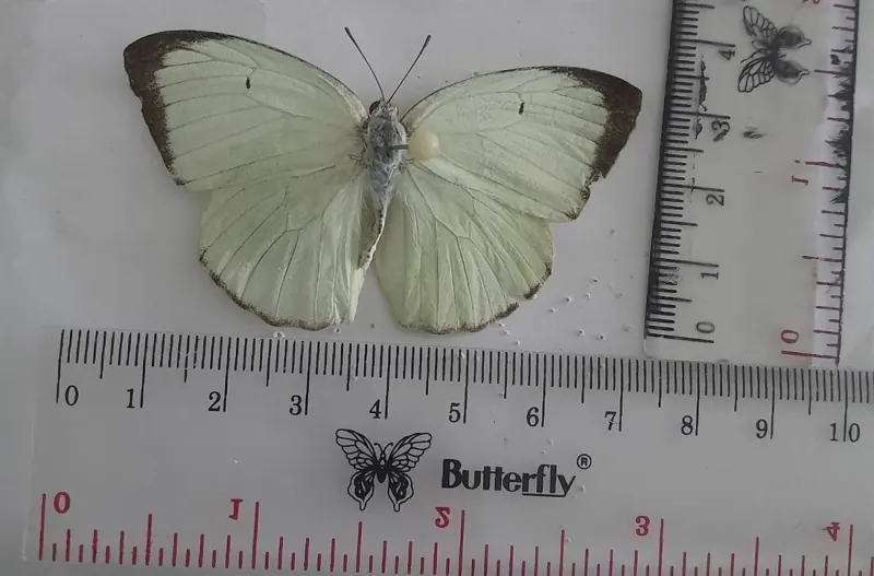Catopsilia pyranthe