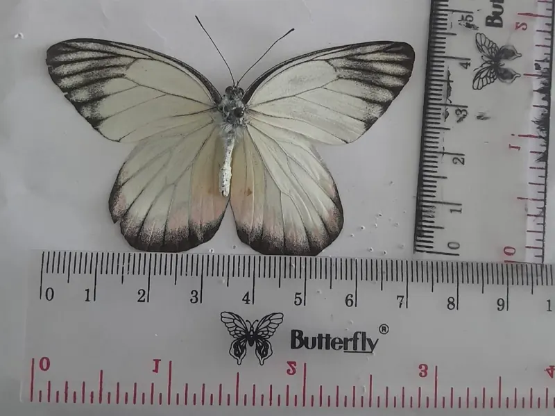 Delias hyparete