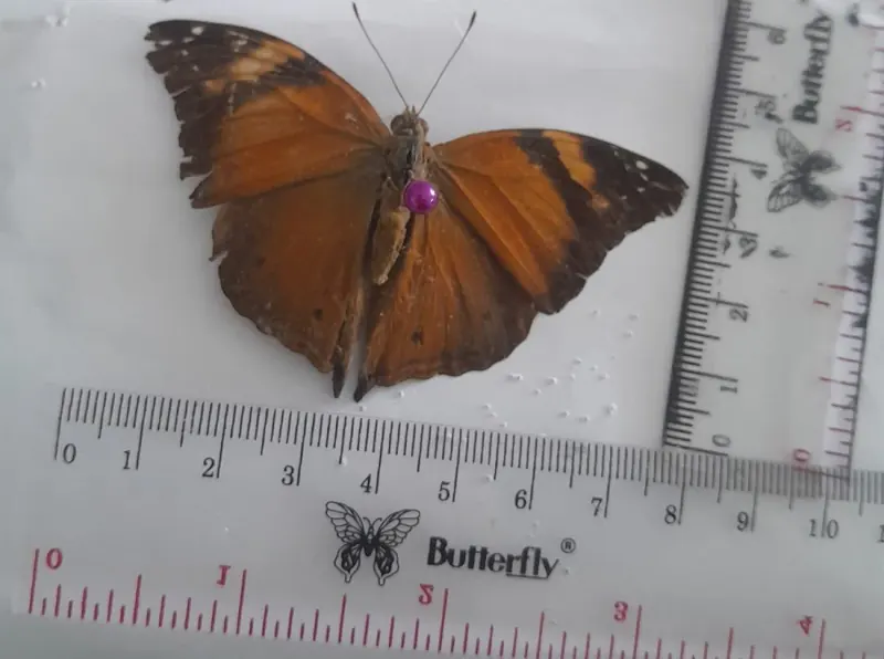 Doleschallia bisaltide