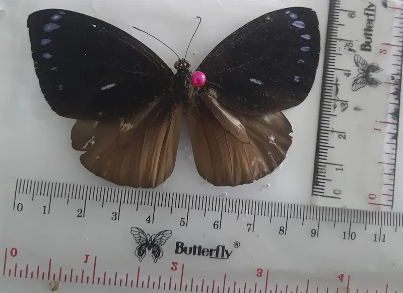 Euploea leucostictos
