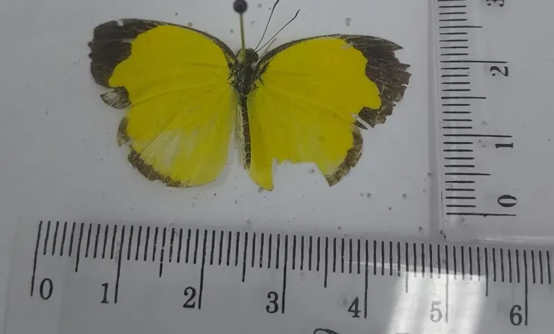 Eurema blanda