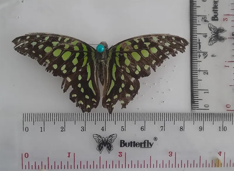 Graphium agamemnon