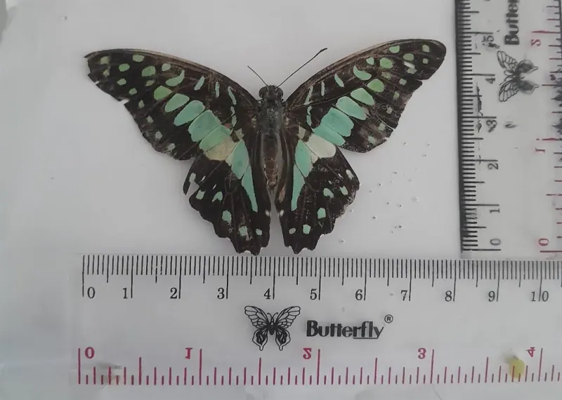 Graphium doson