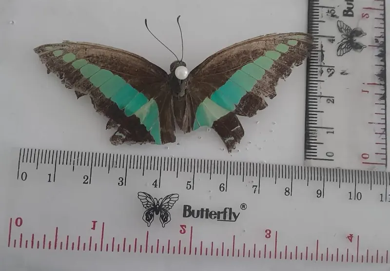 Graphium sarpedon