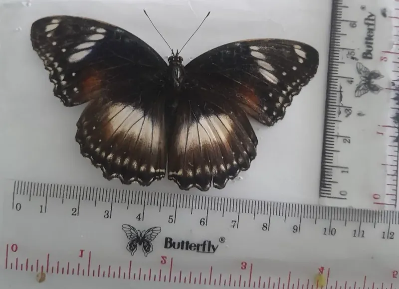 Hypolimnas bolina (Betina/Female)