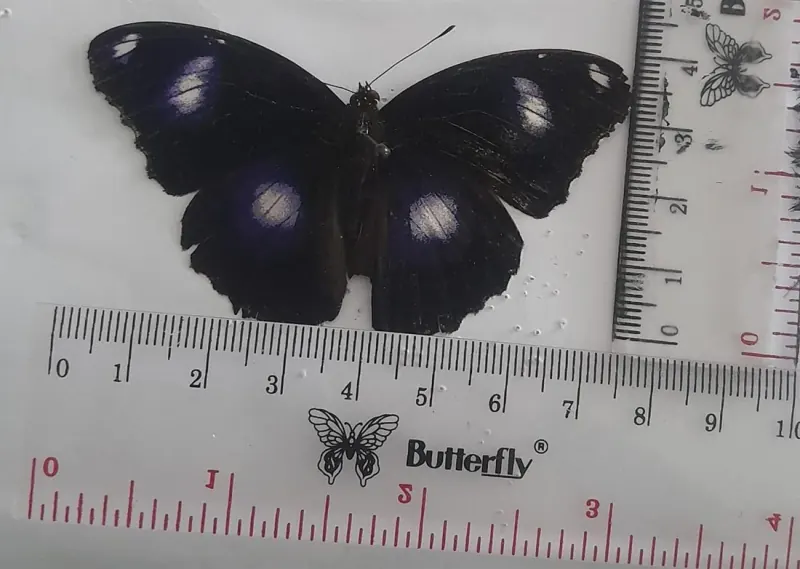 Hypolimnas bolina (Jantan/Male)