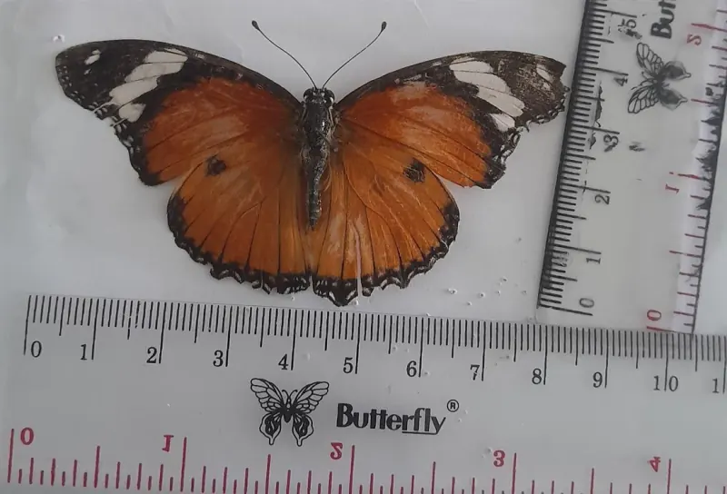 Hypolimnas missipus (Betina/Female)