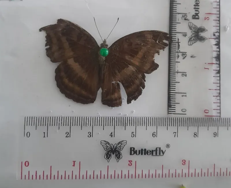 Junonia iphita