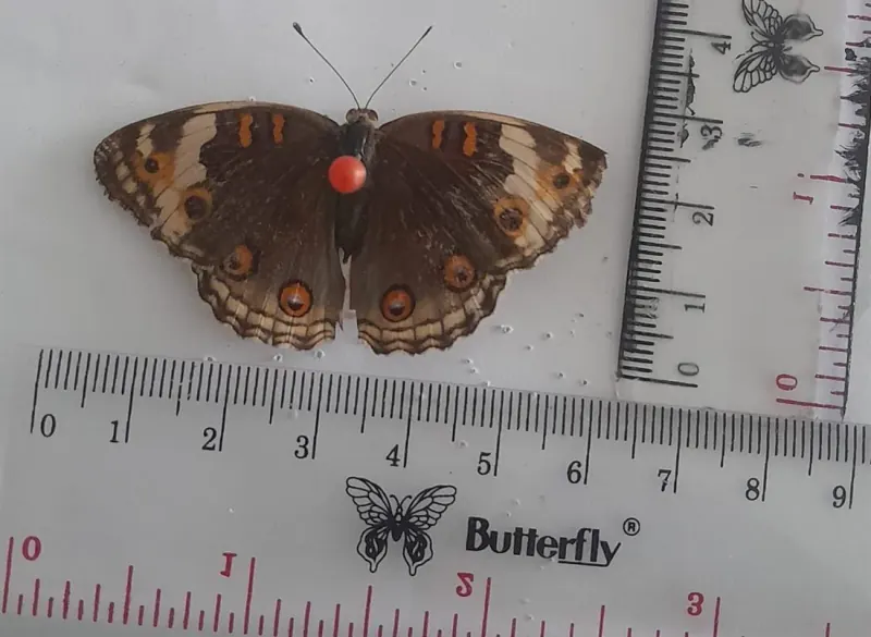 Junonia orithya (Betina/Female)