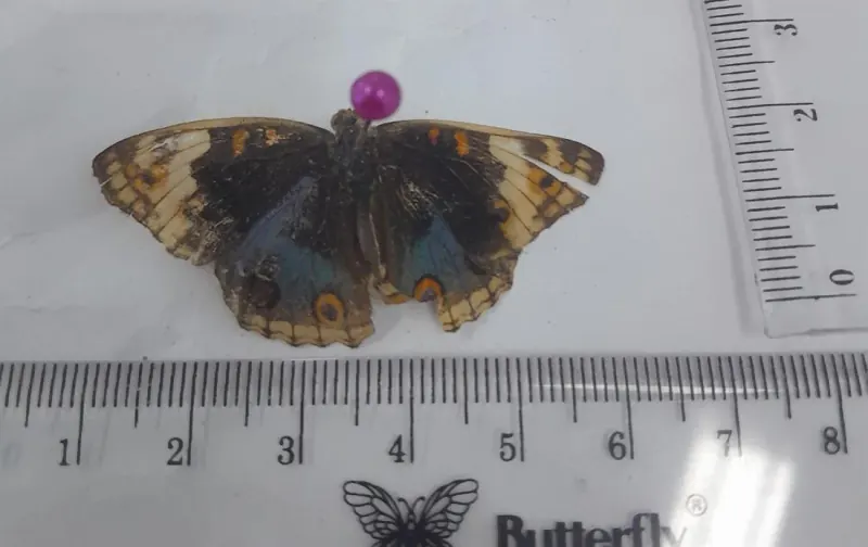 Junonia orithya (Jantan/Male)