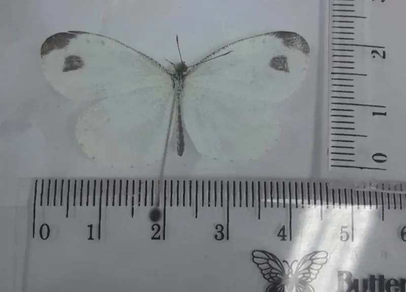 Leptosia nina