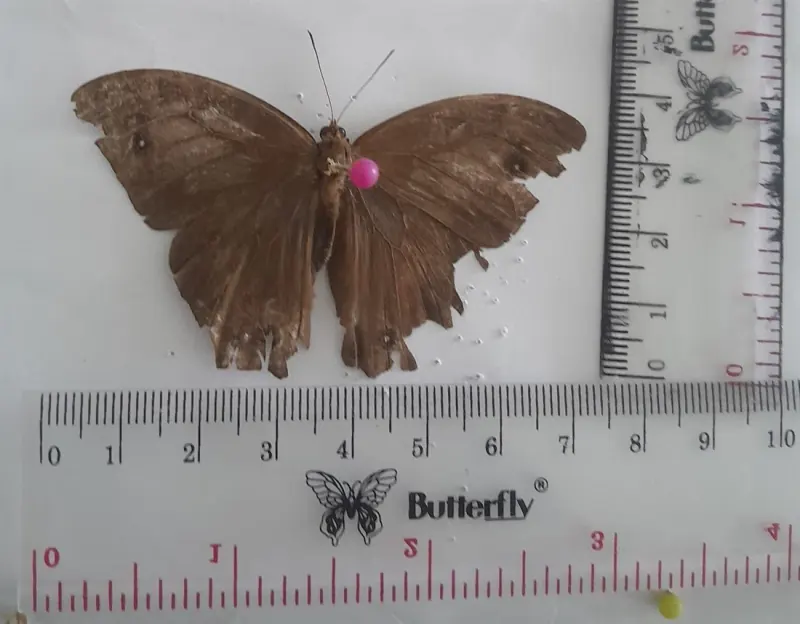 Melanitis leda