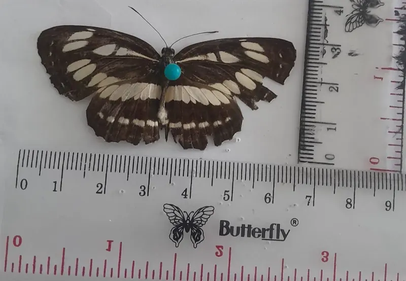 Neptis hylas
