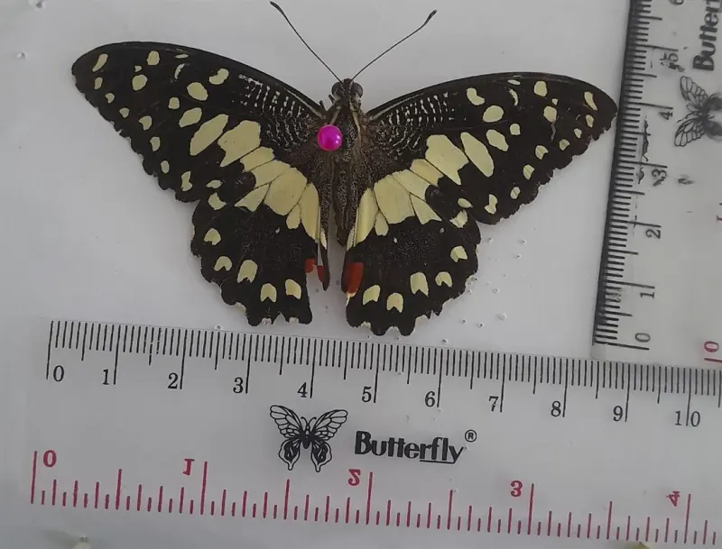Papilio demoleus