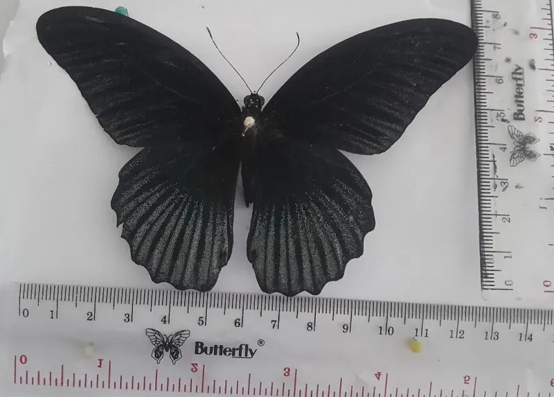 Papilio memnon