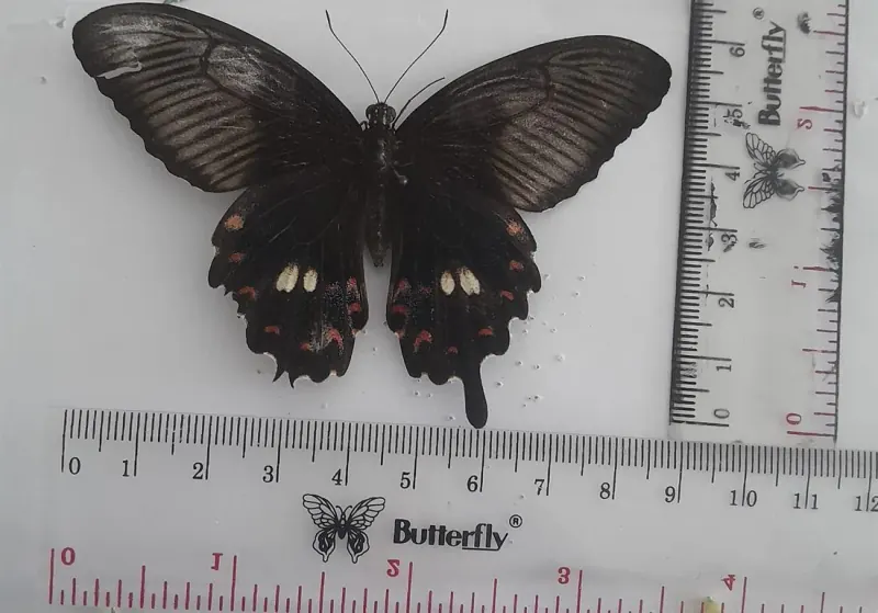 Papilio polytes